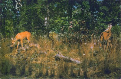 Carte postala CP HD041 Deva -Rezervatia naturala Padurea Bejan - Diorama - necirculata foto