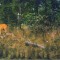 Carte postala CP HD041 Deva -Rezervatia naturala Padurea Bejan - Diorama - necirculata