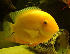 pesti chiclasoma severum gold foto