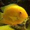 pesti chiclasoma severum gold