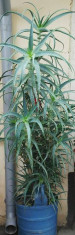 Aloe vera foto