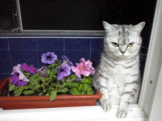 British shorthair tabby foto