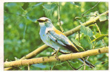 #carte postala(ilustrata)-FAUNA -Dumbraveanca