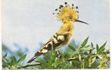 #carte postala(ilustrata)-FAUNA -Pupaza