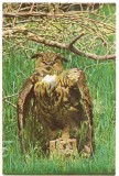Carte Postala Ilustrata FAUNA - Buha, Necirculata, X014