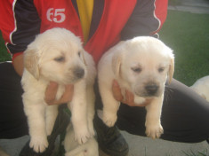 Vand catei labrador foto