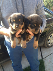 Catei rottweiler de vanzare foto