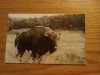 CP Zimbru in Rezervatia Naturala din Hateg - circulata, Fotografie