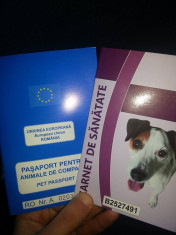 Vand pui de amstaff,vaccinati,carnet de sanatate, pat,lesa !! foto