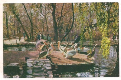#carte postala(ilustrata)-BUCURESTI-vedere din gradina Cismigiu foto