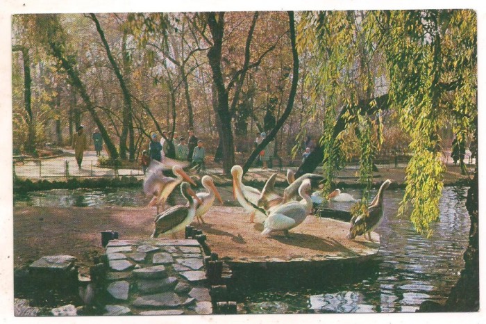 #carte postala(ilustrata)-BUCURESTI-vedere din gradina Cismigiu