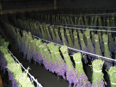 5000 seminte de lavander angustifolia foto