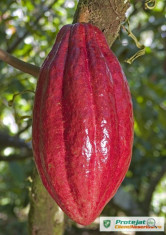 CACAO cu Fruct Rosu (theobroma cacao) - POM FRUCTIFER EXOTIC - 10 seminte viabile, recolta OCT. 2014 - PLATA NUMAI IN AVANS, cu CARDUL sau prin PayPa foto