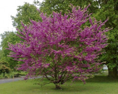 ARBORELE IUDEI - Cercis siliquastrum - 15 lei foto