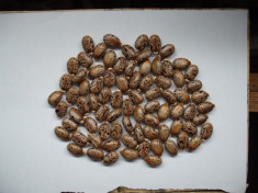 Seminte de Ricin (ricinus communis) (35 seminte) foto