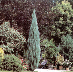 IENUPAR RACHETA - Juniperus scopulorum Skyrocket - 14 lei foto