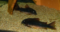 Corydoras Black Venezuela foto