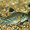 Corydoras trilineatus