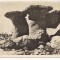 #carte postala(ilustrata)-BABELE-M-tii Bucegi