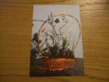 FELICITARE ( carte postala ) * Cos cu Flori - flori de primavara - dim. : 10x15cm, Necirculata, Fotografie