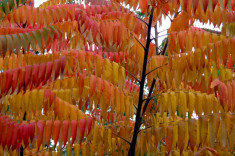 OTETAR - Rhus typhina - 12 lei foto