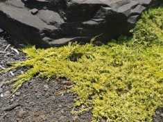 IENUPAR TARATOR AURIU - Juniperus horizontalis Golden Carpet - 9 lei foto