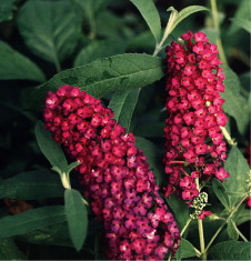 LILIAC DE VARA ROSU - Buddleja davidii Royal Red - 11 lei foto