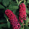 LILIAC DE VARA ROSU - Buddleja davidii Royal Red - 11 lei