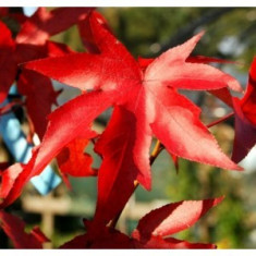 ARORELE CROCODIL - Liquidambar styraciflua - 20 lei foto