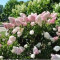 HORTENSIE - Hydrangea paniculata &#039;Pink Lady&#039; - 15 lei