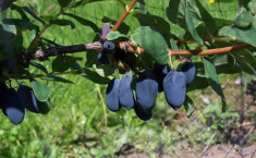 Honeyberry - Lonicera kamtschatica&amp;#039;Jolanta&amp;#039; - 15 lei foto