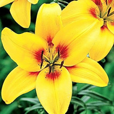 Bulbi Crin Grand Cru (Lilium) foto