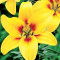 Bulbi Crin Grand Cru (Lilium)