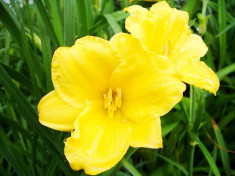 Bulbi Hemerocallis Stella d&amp;#039;Oro foto