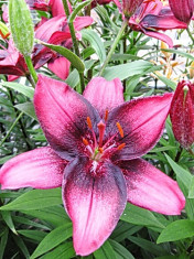 Bulbi Crin Purple Eye (Lilium) foto