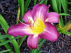 Bulbi Hemerocallis Blue Sea foto