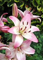 Bulbi Crin Rosella&amp;#039;s Dream (Lilium) foto