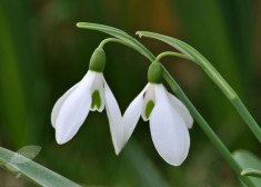 Bulbi Ghiocei Nivalis (Galanthus) foto