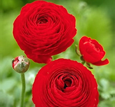 Bulbi Ranunculus Rosu (Piciorul Cocosului) foto