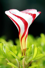 Bulbi Oxalis Versicolor (Trifoi) foto