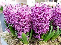 Bulbi Zambile Purple Star (Hyacinthus) foto