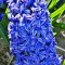 Bulbi Zambile Duble Crystal Palace (Hyacinthus)