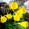 Bulbi Narcise Bulbocodium