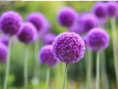 Bulbi de CEAPA DECORATIVA soiul - ALLIUM Purple Sensation - 0.65 lei foto