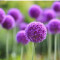 Bulbi de CEAPA DECORATIVA soiul - ALLIUM Purple Sensation - 0.65 lei
