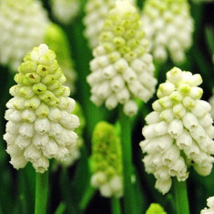 Bulbi Muscari White Magic foto