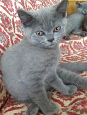 British Shorthair foto