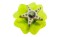 jibbitz CROCS - bijuterii/accesorii pentru saboti Translucent starfish