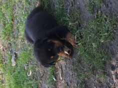 Pui Rottweiler foto