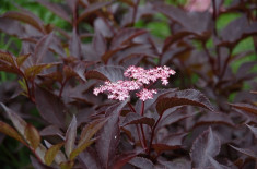 SOC CU FRUNZE ROSII - Sambucus nigra Purpurea - 20 lei foto